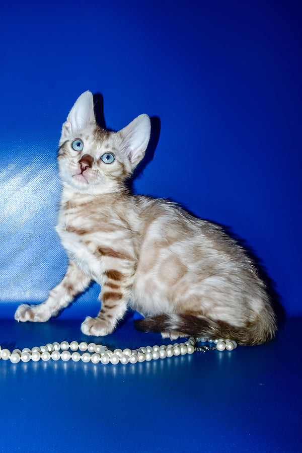 Benjamin | Bengal Kitten
