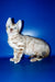 Benjamin | Bengal Kitten