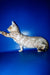 Benjamin | Bengal Kitten