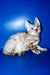 Benjamin | Bengal Kitten