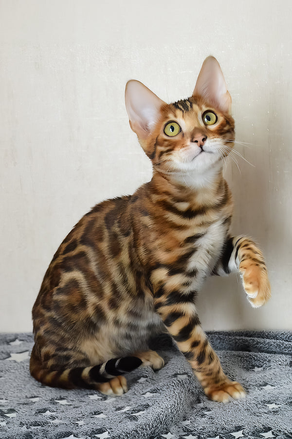 Benley | Bengal Kitten