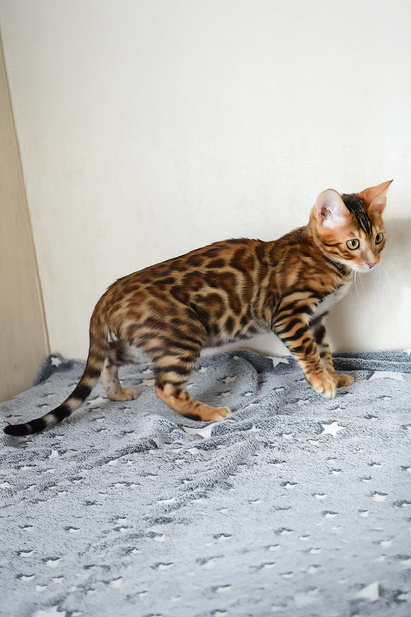 Benley | Bengal Kitten