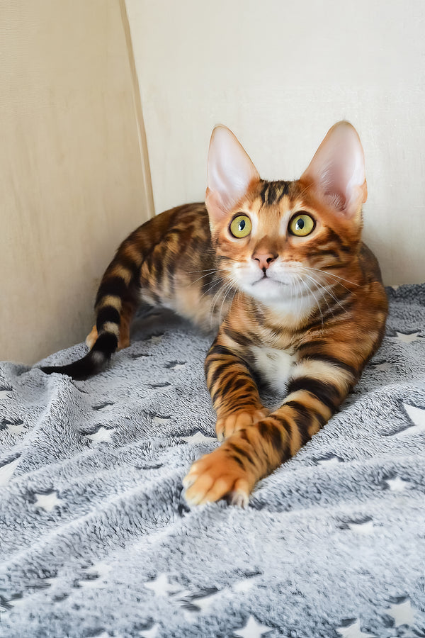 Benley | Bengal Kitten