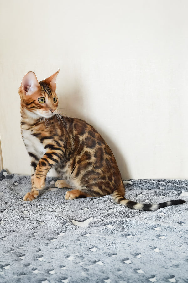 Benley | Bengal Kitten