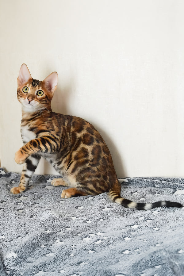 Benley | Bengal Kitten