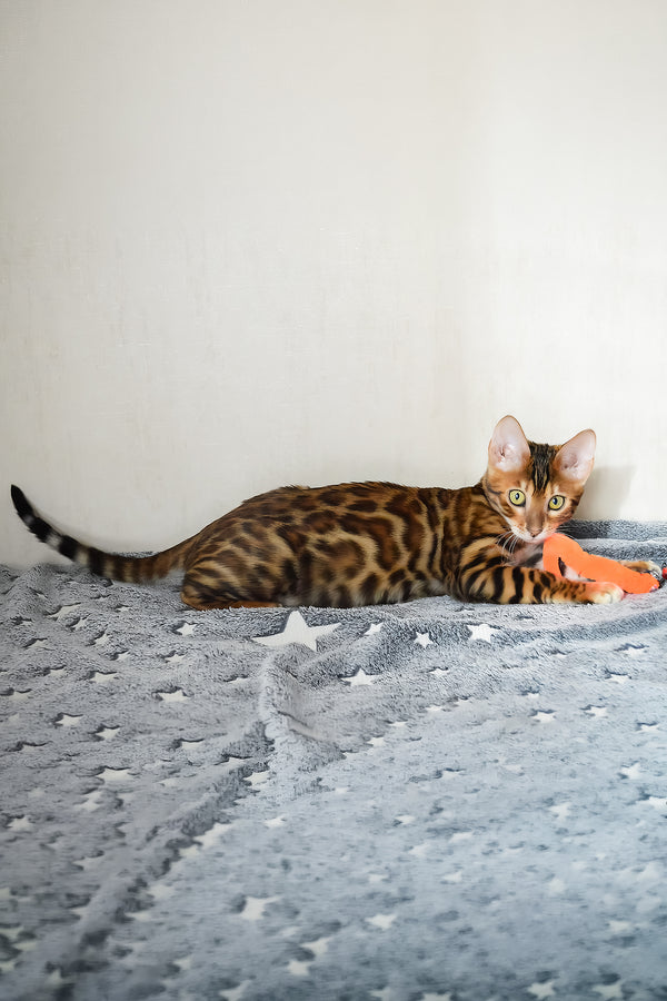 Benley | Bengal Kitten