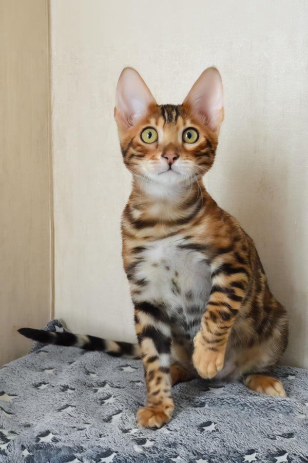 Benley | Bengal Kitten