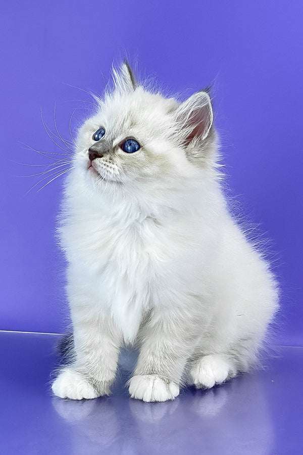 Benny | Siberian Kitten