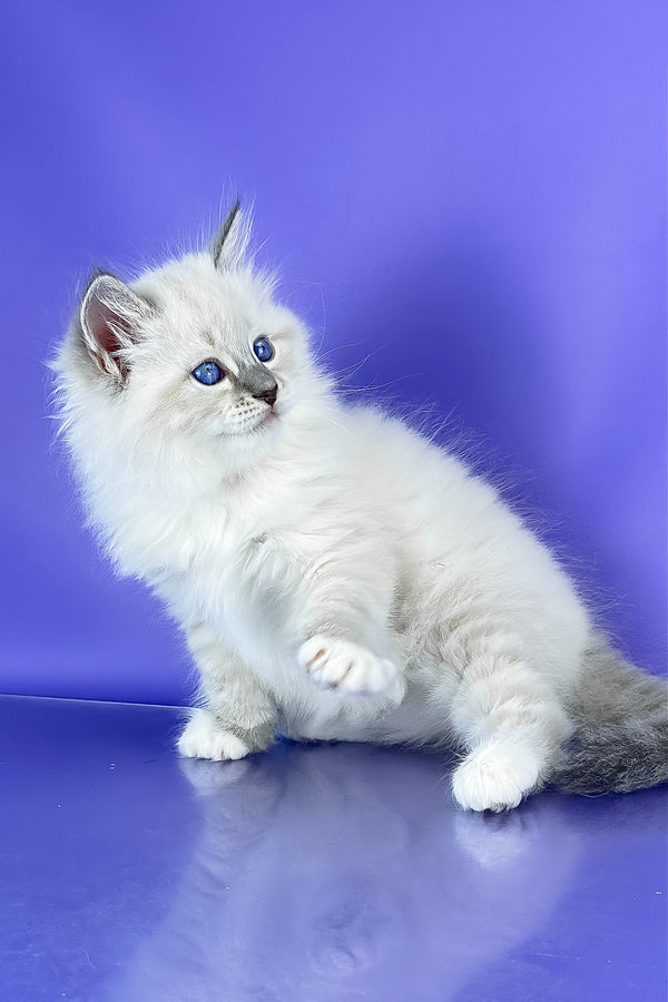 Benny | Siberian Kitten