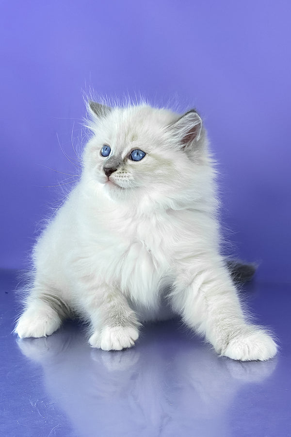 Benny | Siberian Kitten
