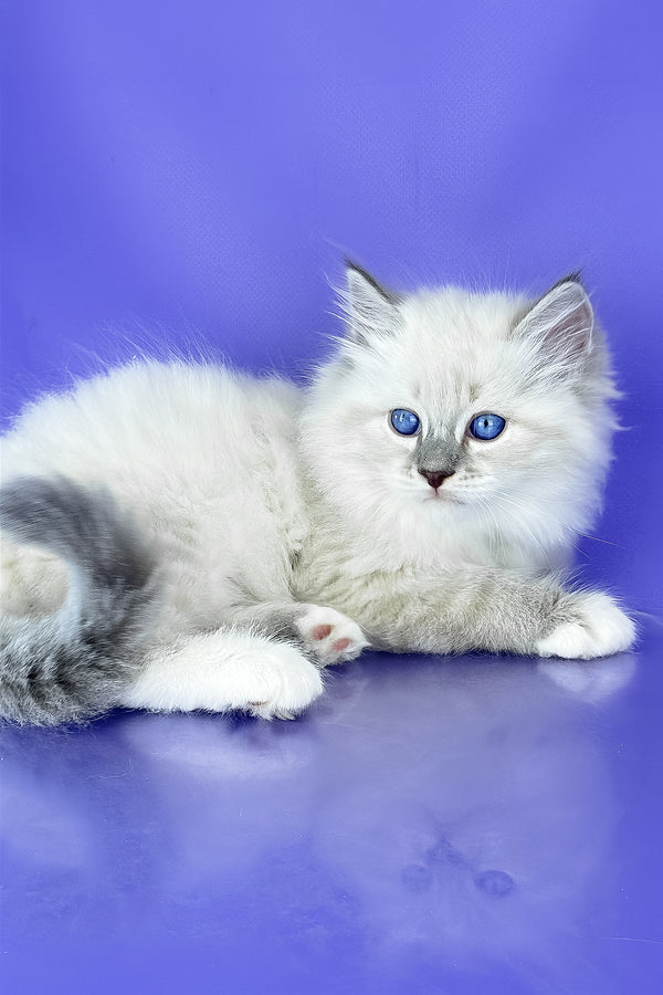 Benny | Siberian Kitten
