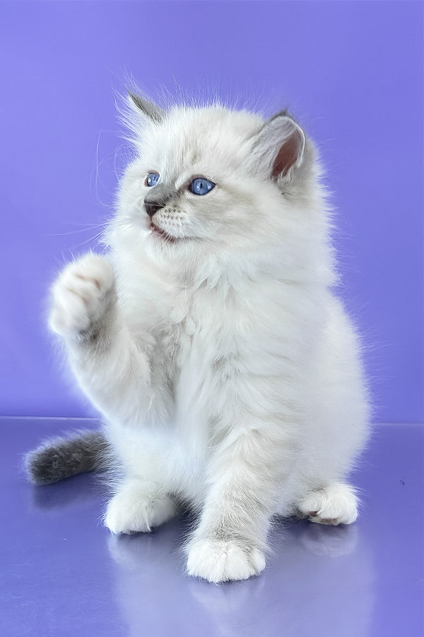 Benny | Siberian Kitten