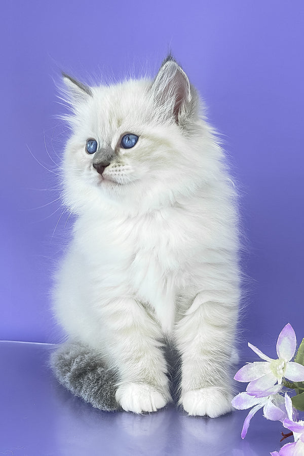 Benny | Siberian Kitten