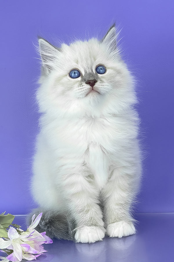 Benny | Siberian Kitten