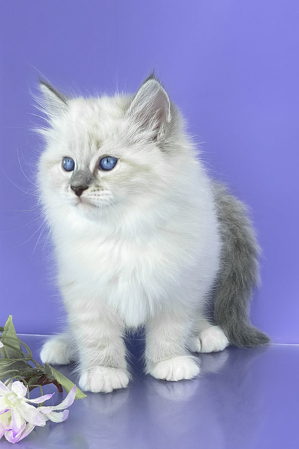 Benny | Siberian Kitten