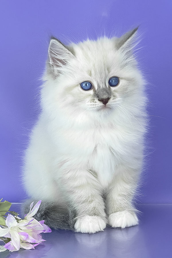 Benny | Siberian Kitten