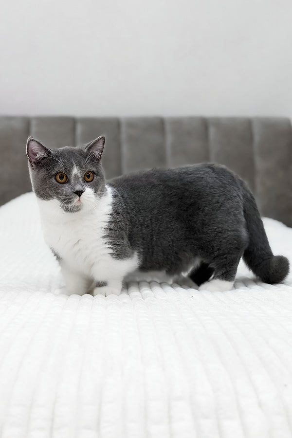 Benny | Munchkin Kitten