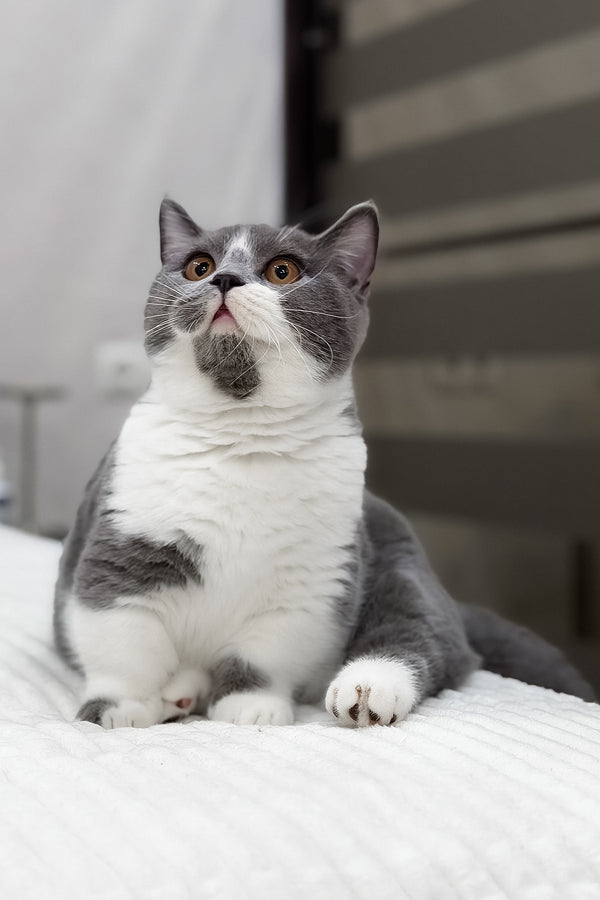 Benny | Munchkin Kitten