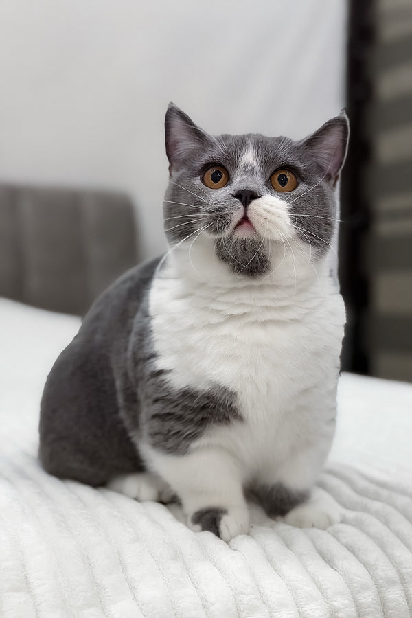 Benny | Munchkin Kitten
