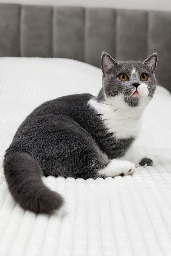 Benny | Munchkin Kitten
