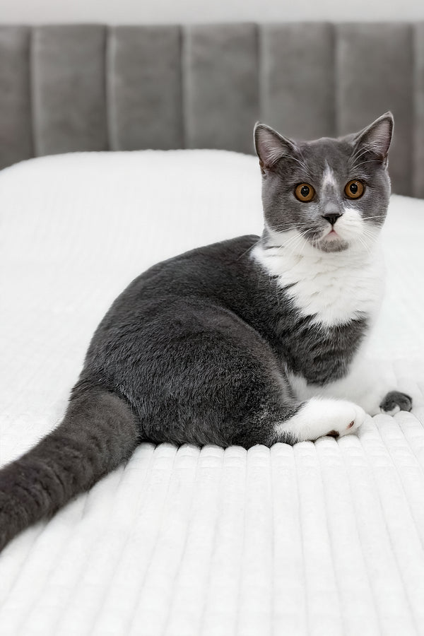 Benny | Munchkin Kitten