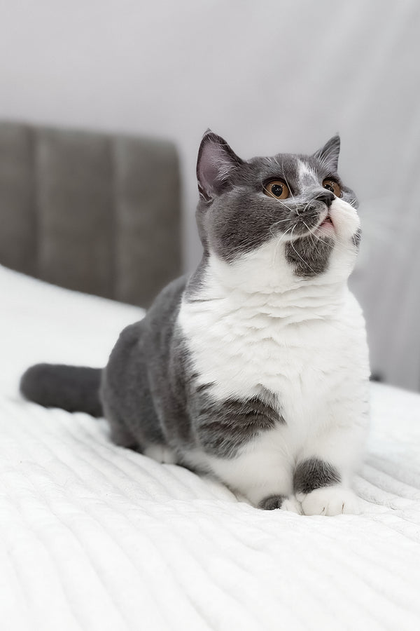 Benny | Munchkin Kitten