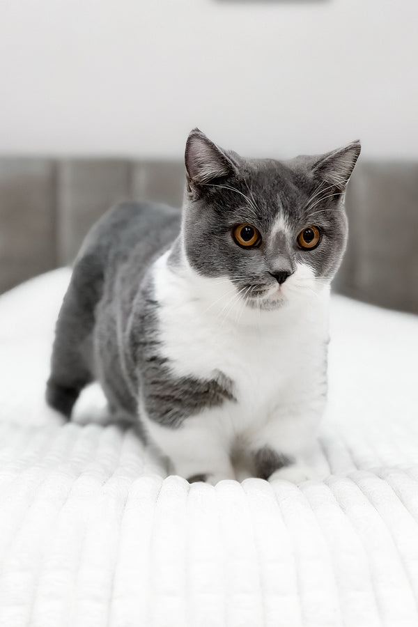 Benny | Munchkin Kitten