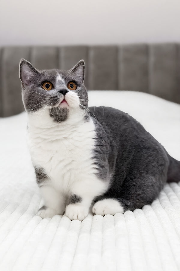 Benny | Munchkin Kitten