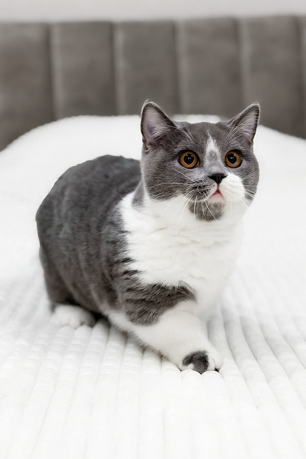 Benny | Munchkin Kitten