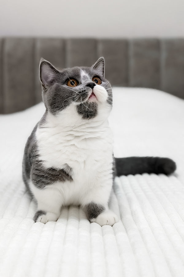 Benny | Munchkin Kitten