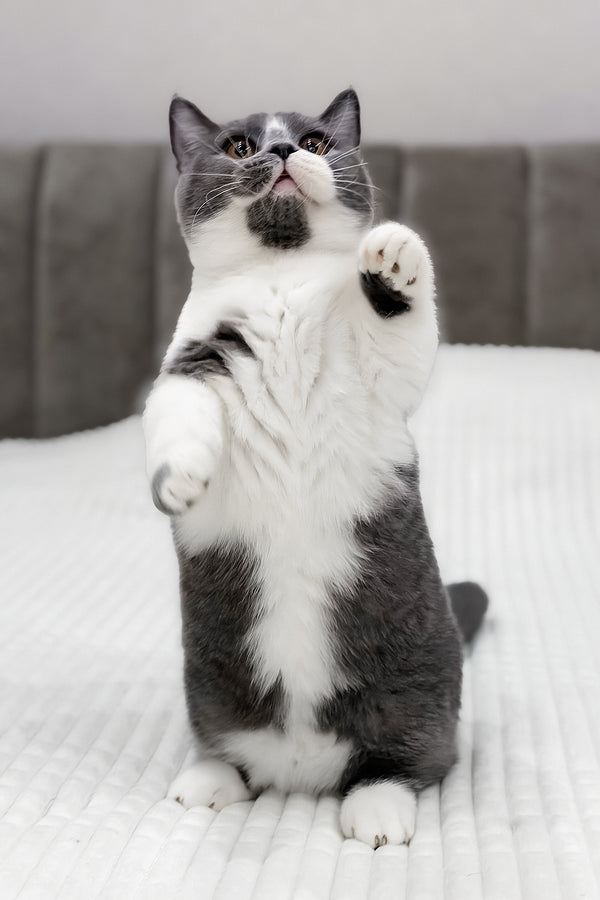 Benny | Munchkin Kitten