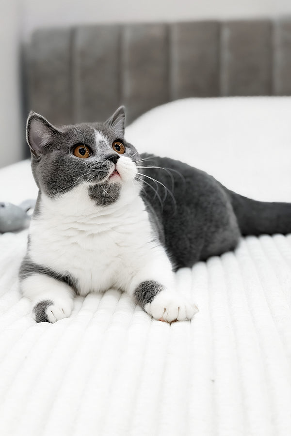 Benny | Munchkin Kitten