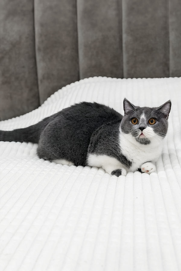 Benny | Munchkin Kitten
