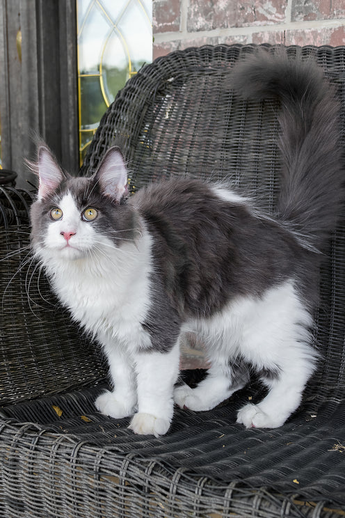 Benny | Maine Coon Kitten