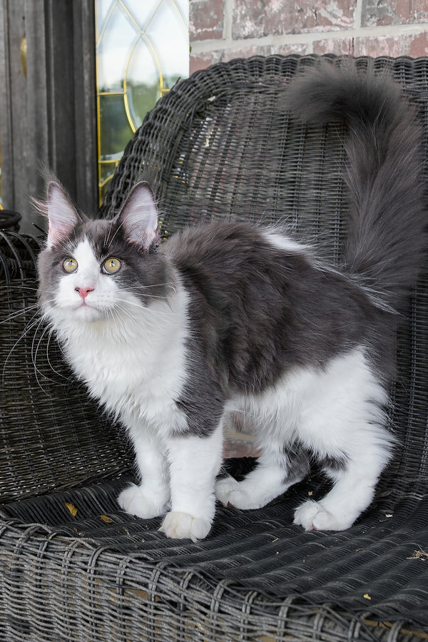 Benny | Maine Coon Kitten
