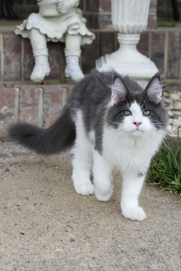 Benny | Maine Coon Kitten