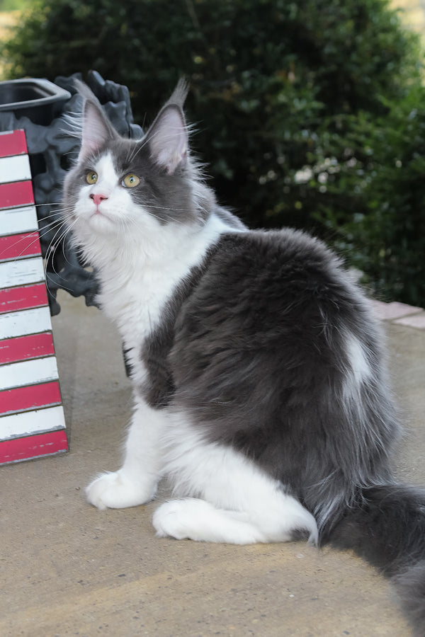 Benny | Maine Coon Kitten