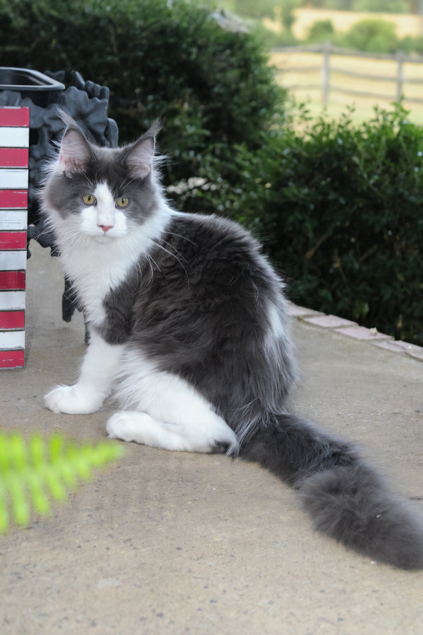 Benny | Maine Coon Kitten