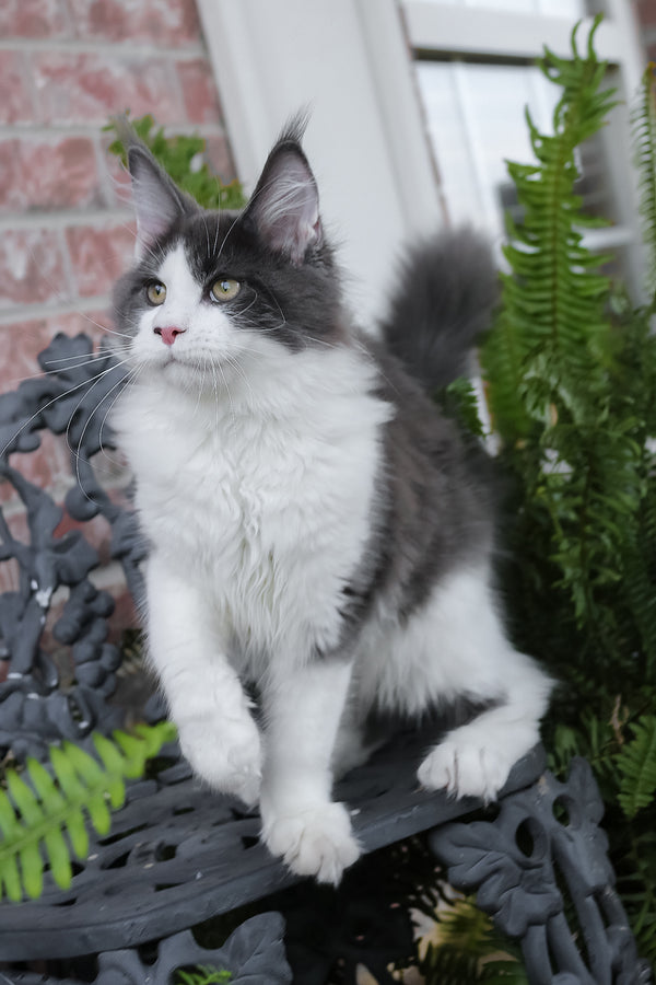 Benny | Maine Coon Kitten