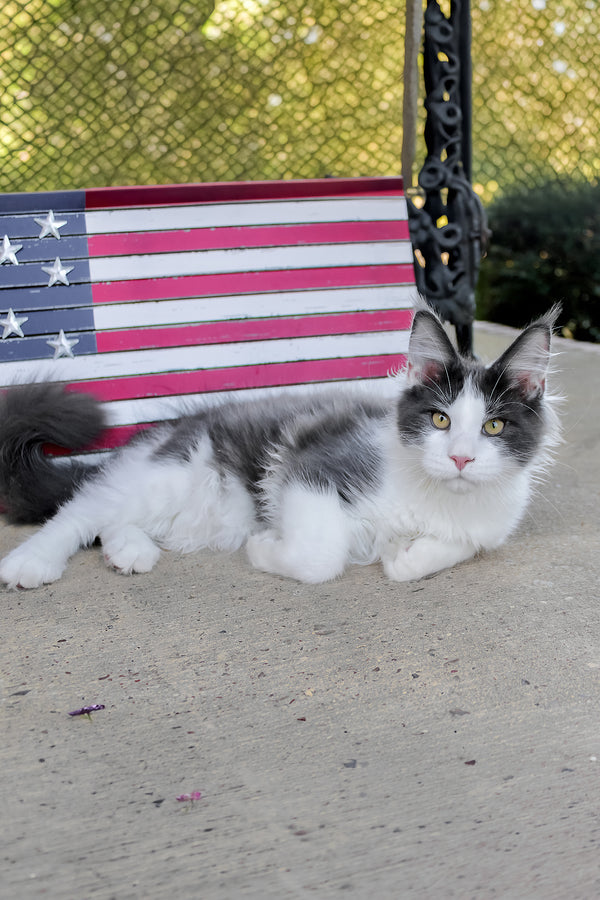 Benny | Maine Coon Kitten