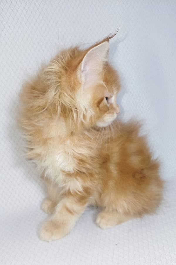 Bentley | Maine Coon Kitten