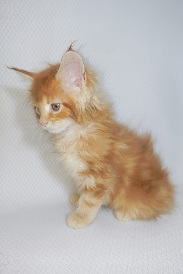 Bentley | Maine Coon Kitten