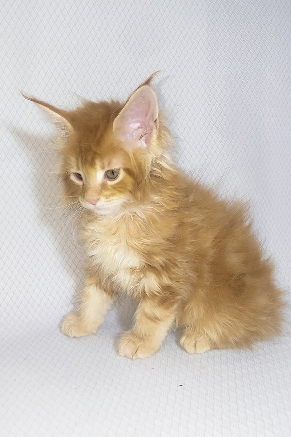 Bentley | Maine Coon Kitten