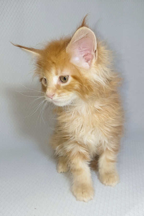 Bentley | Maine Coon Kitten
