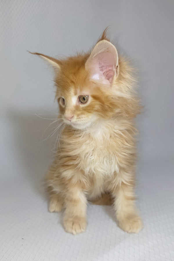 Bentley | Maine Coon Kitten