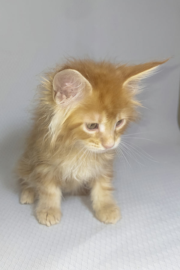 Bentley | Maine Coon Kitten