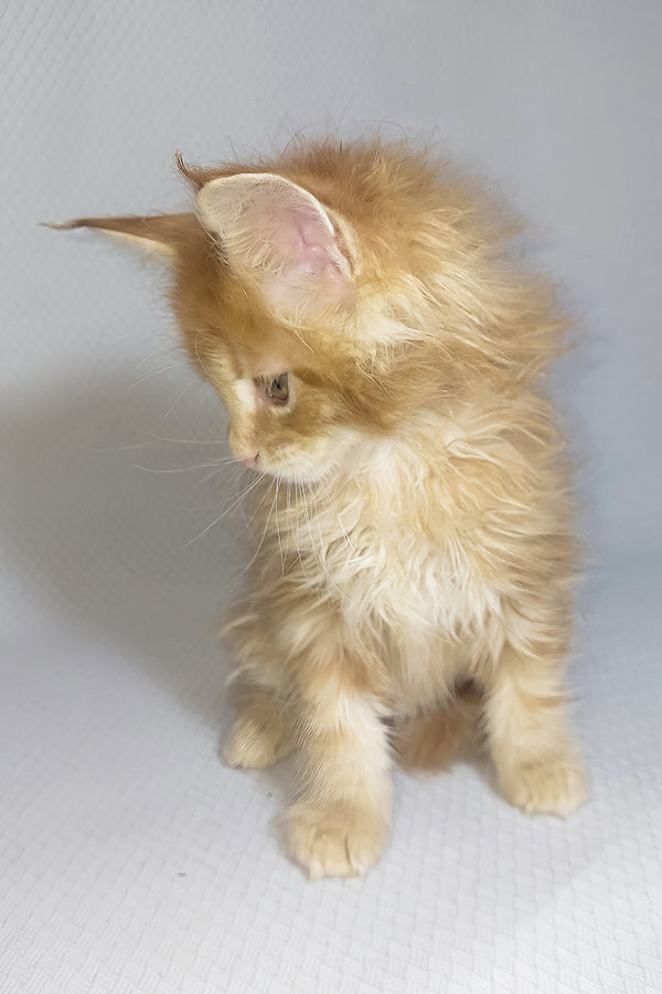 Bentley | Maine Coon Kitten