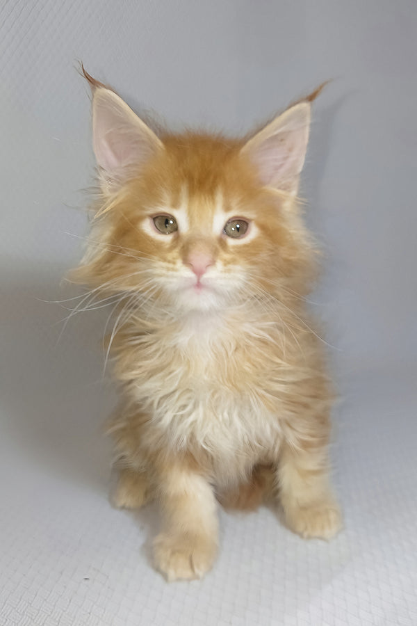 Bentley | Maine Coon Kitten