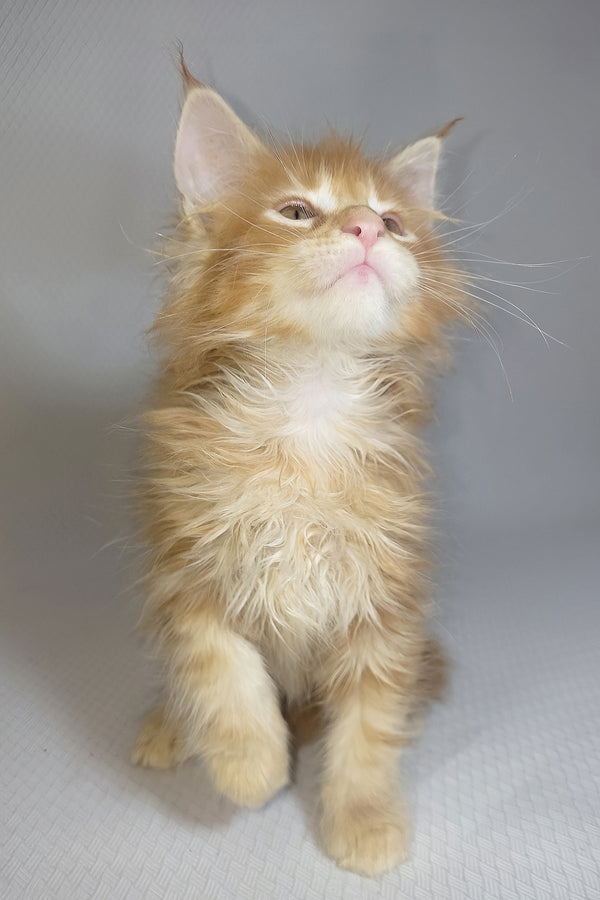 Bentley | Maine Coon Kitten