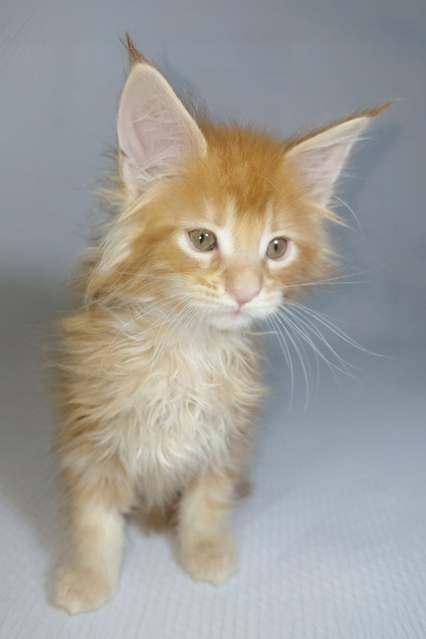 Bentley | Maine Coon Kitten